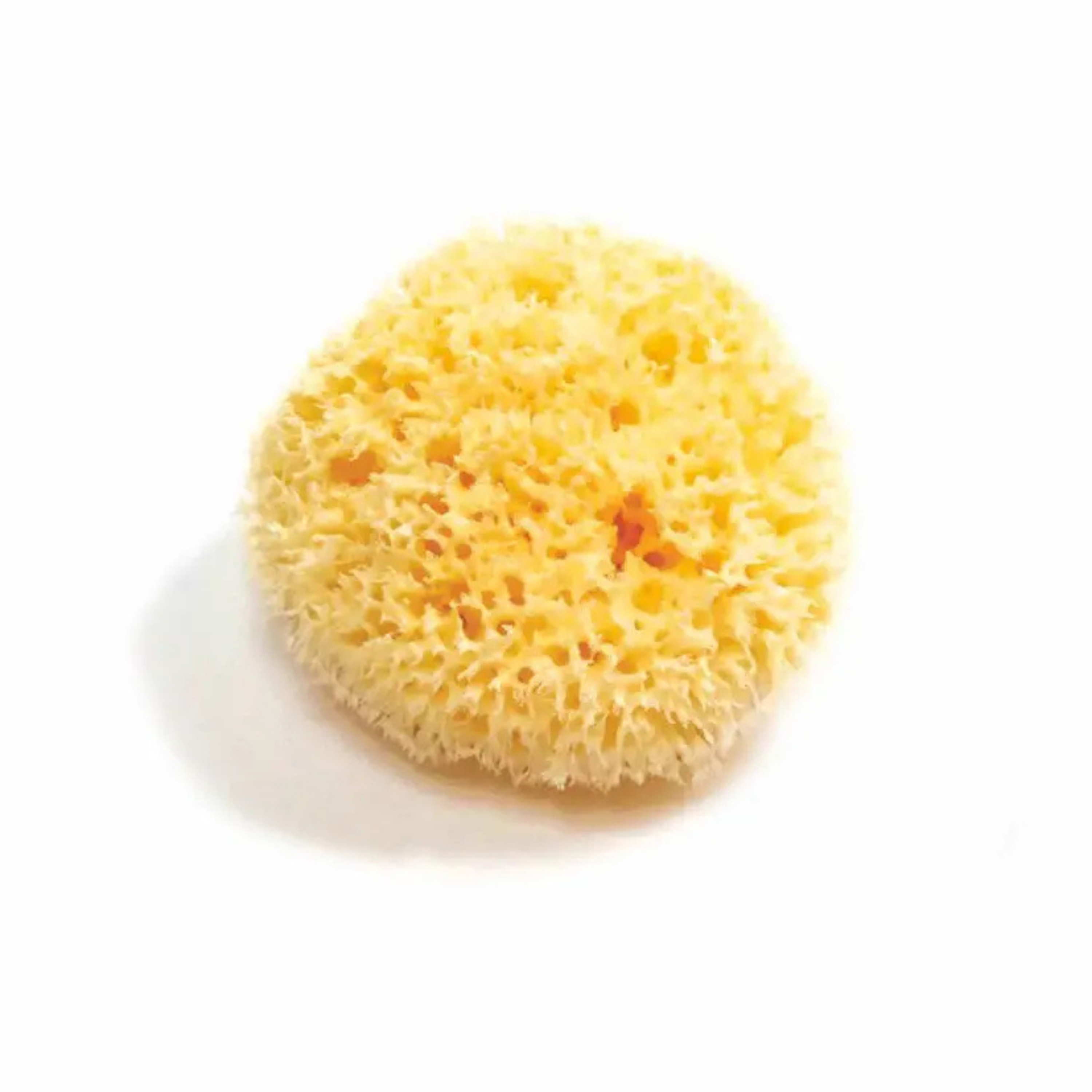 Organic Natural Sea Sponge